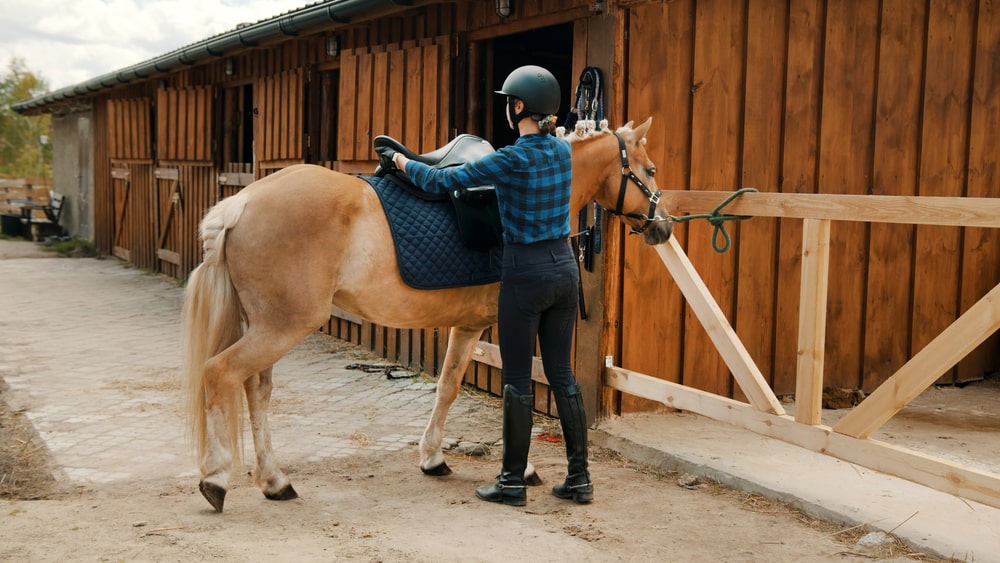 Comment choisir la bonne selle pour votre cheval : guide complet